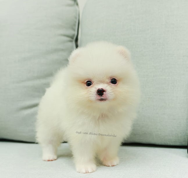 ปอมแท้ ปอมหน้าสั้น HRM-89121 เพศชาย สีครีม น่ารักมาก ๆ ถ่ายรูปแล้วขึ้นกล้องสุด ๆ...