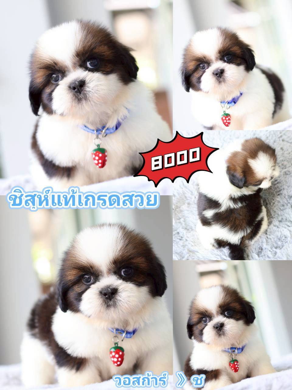 Kibzaa  Shihtzu