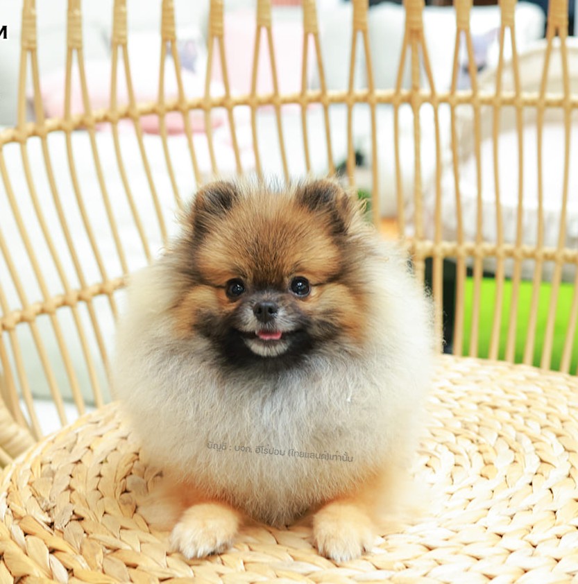 ปอมแท้ ปอมหน้าหมี HRF-85669 เพศหญิง สีส้มเวเบอ ตัวจิ๋วตัวเล็ก แก้มอ้วน น่าฟัดมาก...