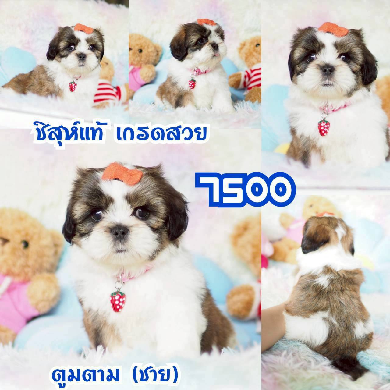 ❤️บ้านกิ๊ฟซ่า