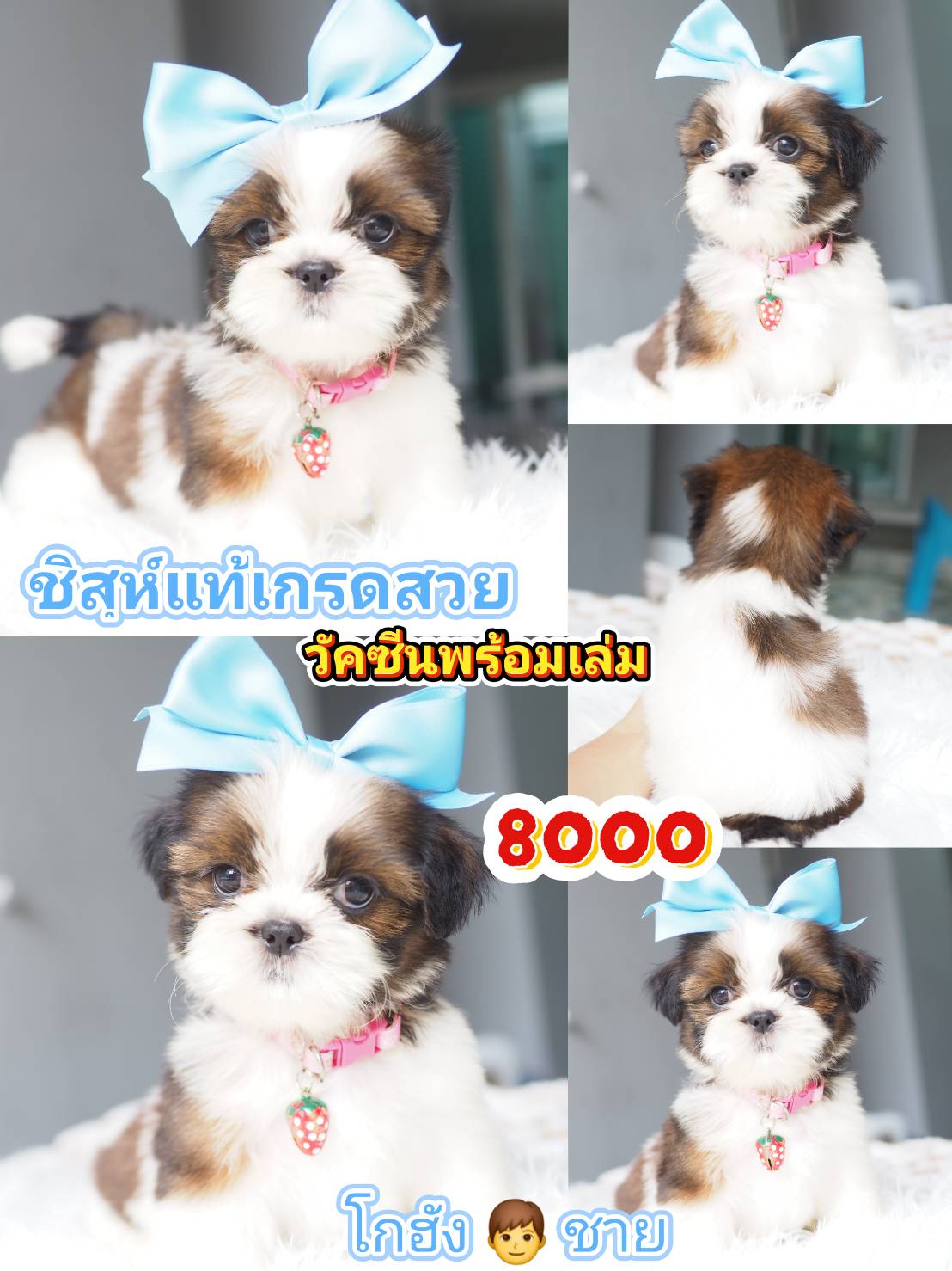 กิ๊ฟซ่า