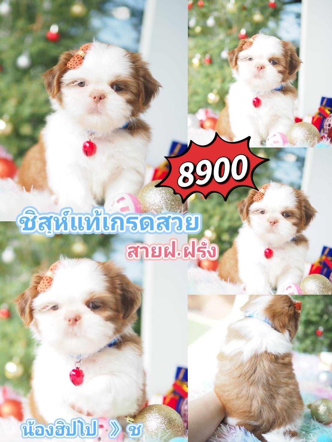 ชิสุ @kibzaa