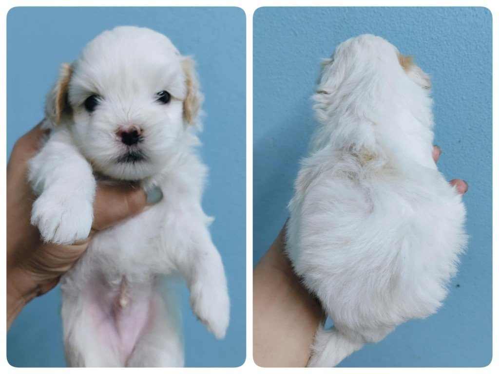 ชิสุผสมพุดเดิ้ลเพศผู้2ตัว กทม.ขับรถส่งเอง idline::happyshihtzu4289