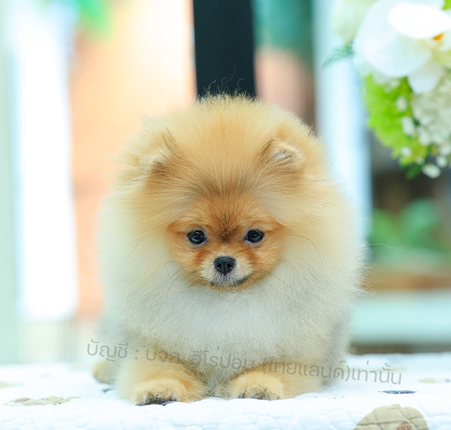 ปอมแท้ ปอมหน้าหมี HRF-10949 เพศหญิง สีส้ม อายุ 2 เดือน ขนแน่น ขาใหญ่ กินเก่ง หน้...