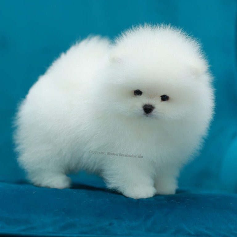 ปอมแท้ ปอมหน้าสั้น HRM-10565 เพศชาย สีขาว  หนุ่มฮอต หน้าตาน่ารัก น่าเอ็นดูมาก ๆ...