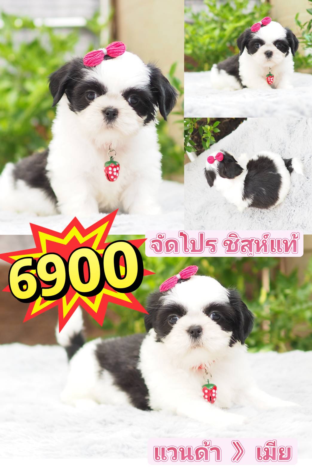 Shihtzu  6900