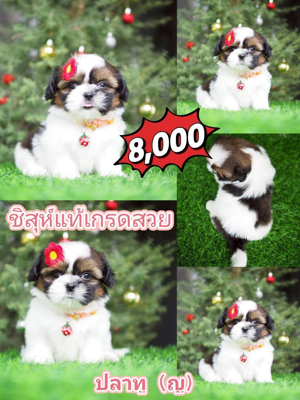 ชิสุห์ กิ๊ฟซ่า ส่วนลดรออยู่