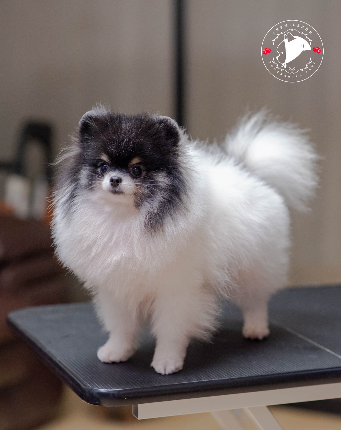 FYsmilepom น้องปอม สีTricolor เพศผู้ หน้าตาน่ารักพร้อมย้ายบ้าน 0830777178