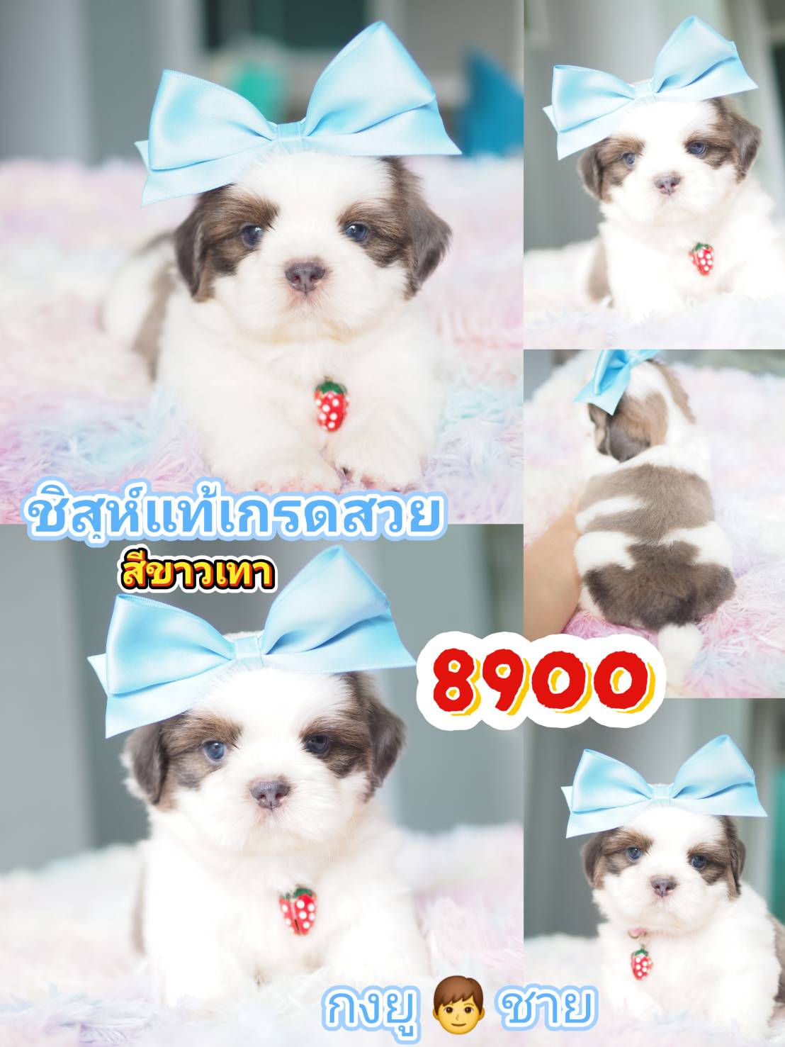 Shihtzu