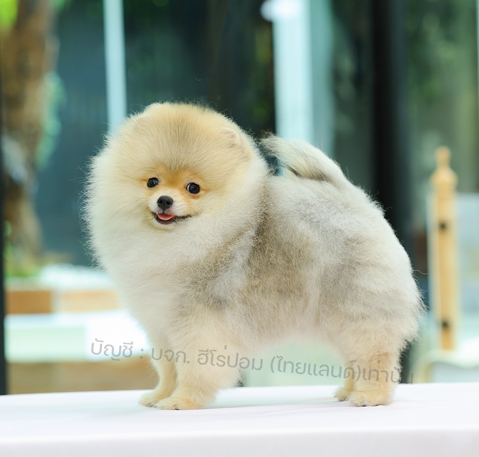 ปอมแท้ ปอมหน้าหมี HRF-10988 เพศหญฺง สีส้ม อายุ 2 เดือน ขนแน่น ขาใหญ่ กินเก่ง หน้...