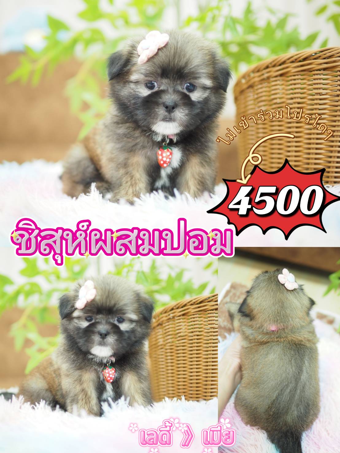 Shihtzupom