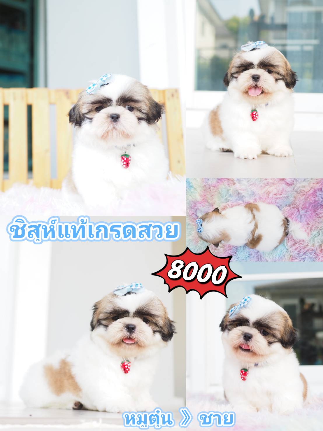 Shihtzu