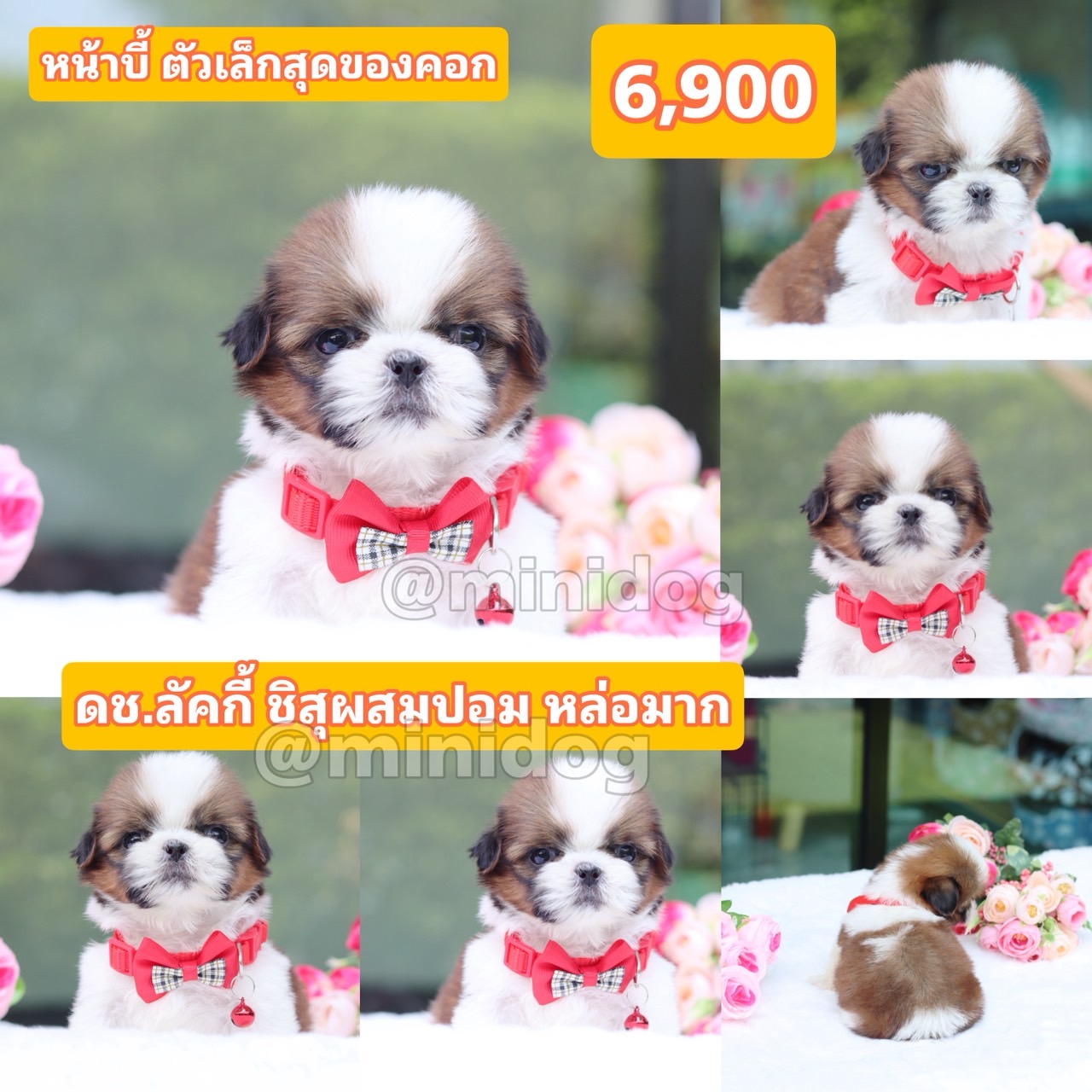 ชิสุผสมปอม