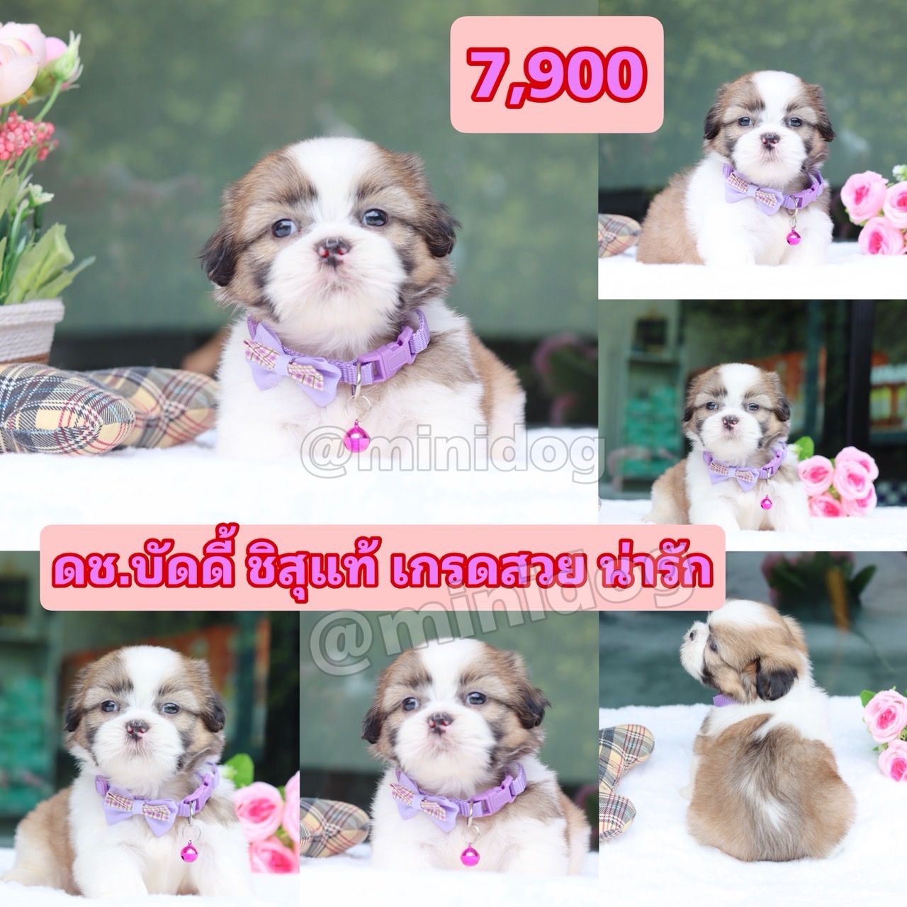 ชิสุแท้เกรดสวย