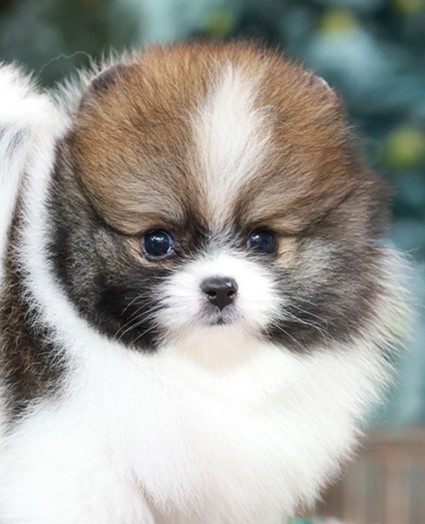 HRM-85922 เพศชาย สีปาร์ตี้ อายุ 2 เดือน ตัวเล็ก ขาสั้น สีสวย ขี้เล่นสุดๆ