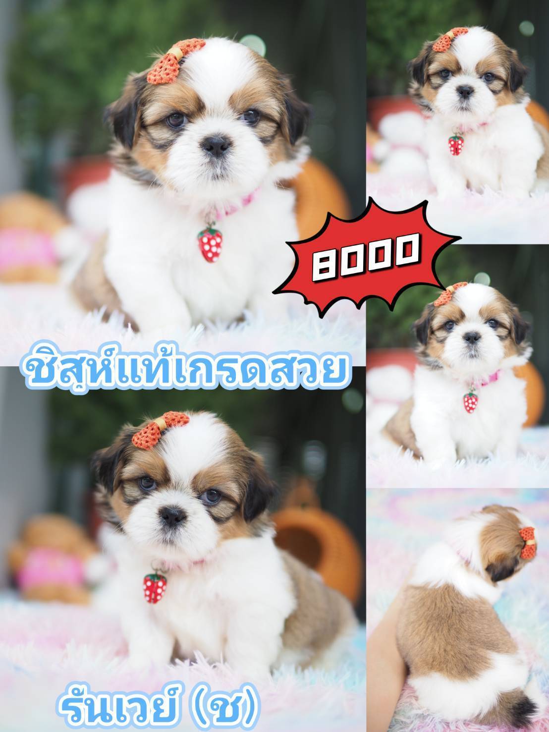 ชิสุแท้