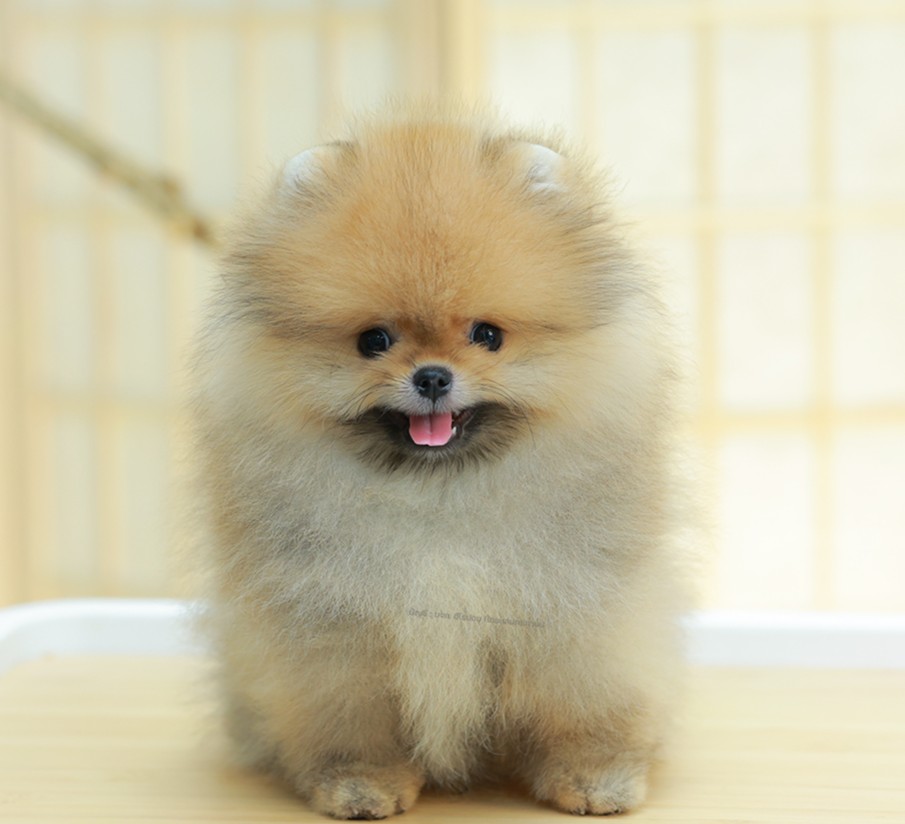 ปอมหน้าหมี ปอมแท้ ปอมเมอเรเนียน HRM-50596  เพศชาย สีส้ม อายุ 2 เดือน ตัวเล็ก ขาส...