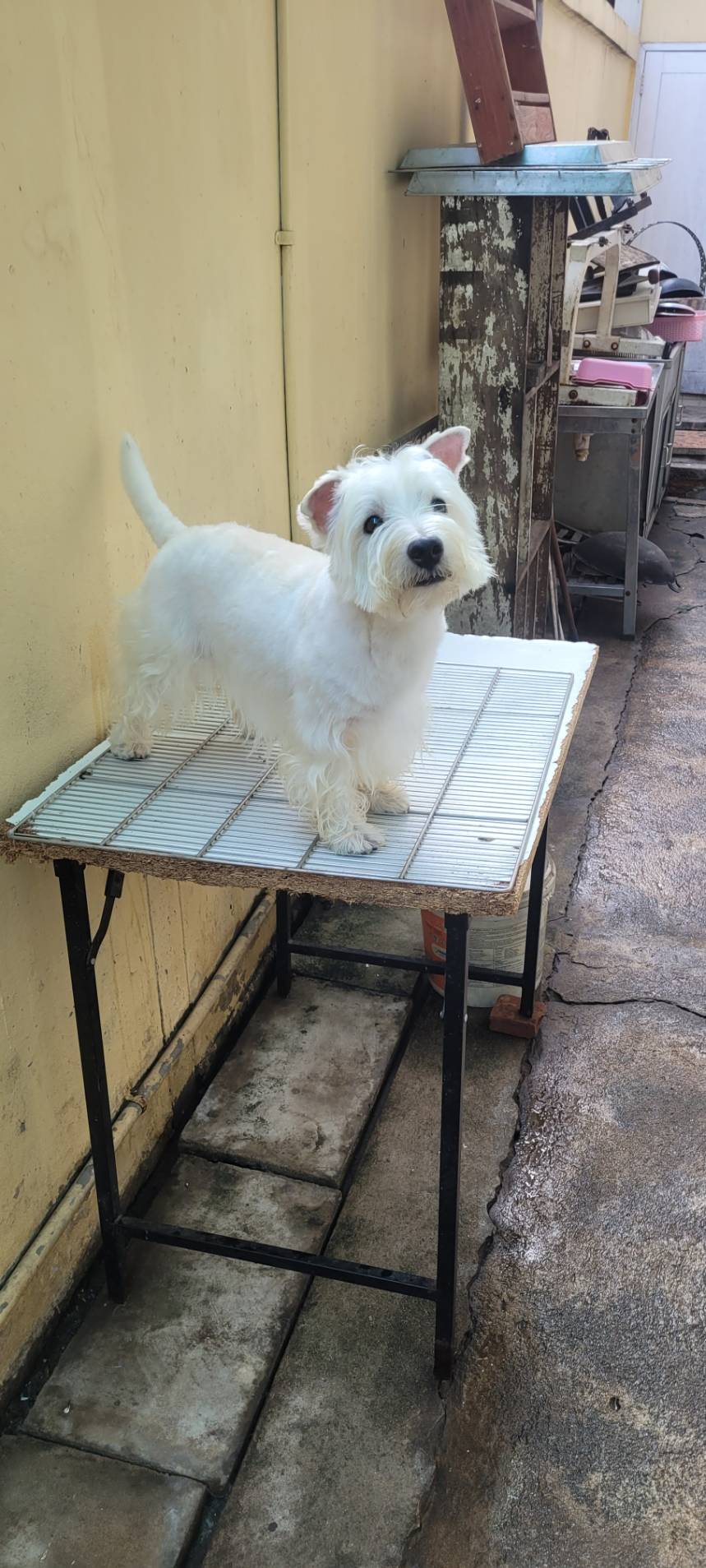 เปิดจองลูกเวสตี้ คุณภาพสูง