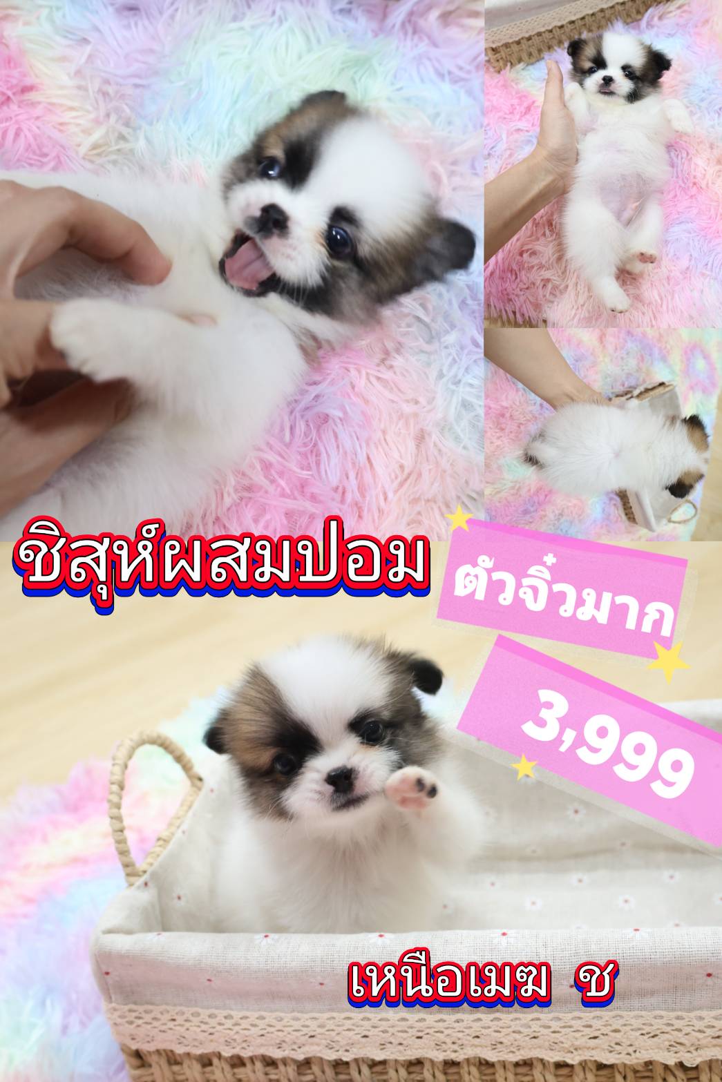 กิ๊ฟซ่าชิสุ ❤️ กทม