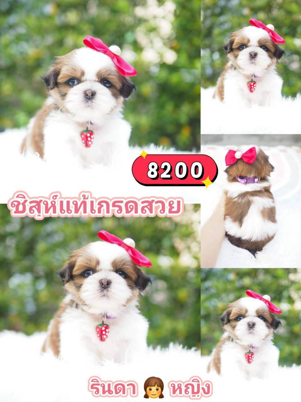 กิ๊ฟซ่า