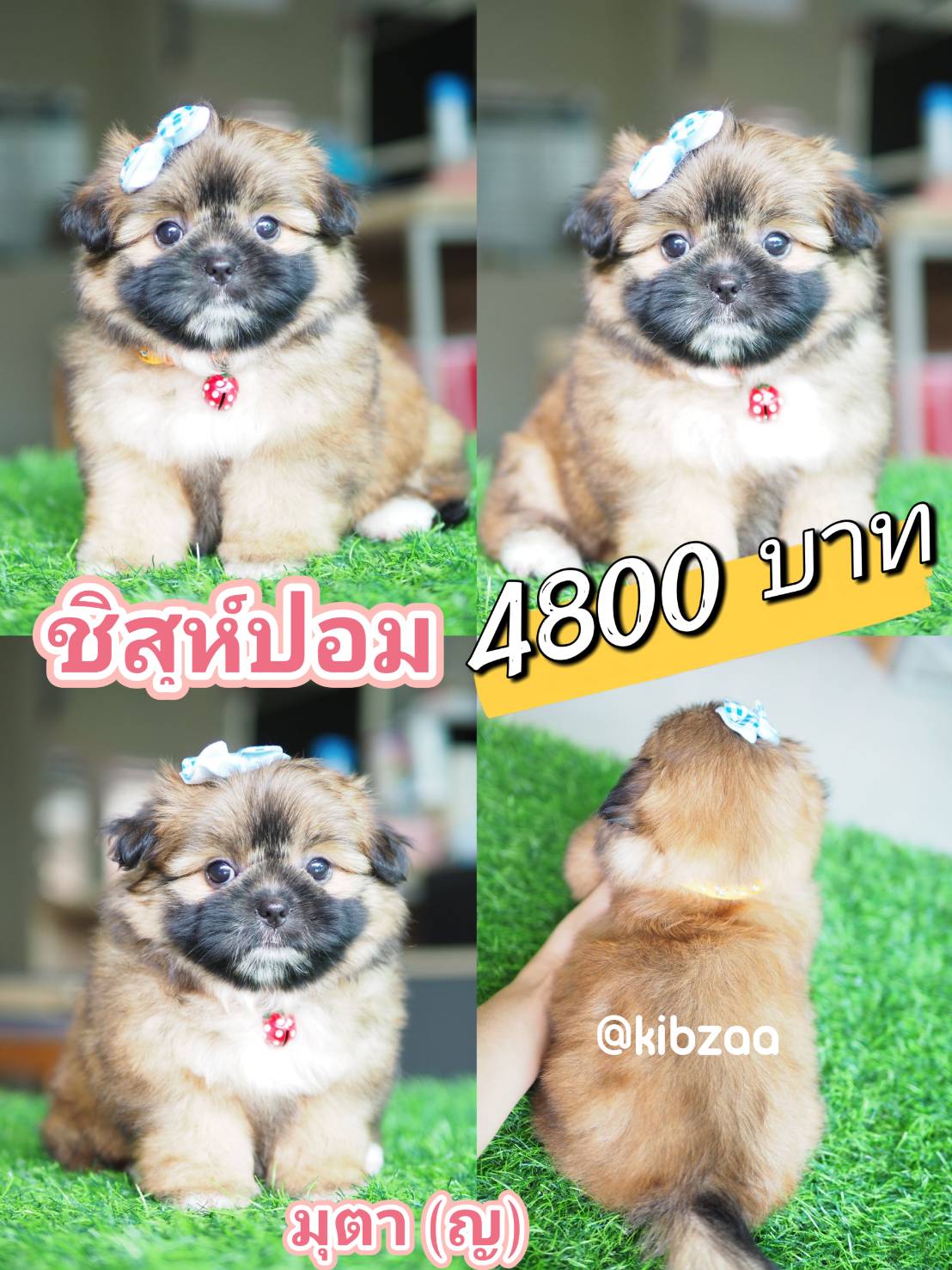 ชิสุปอม กิ๊ฟซ่า