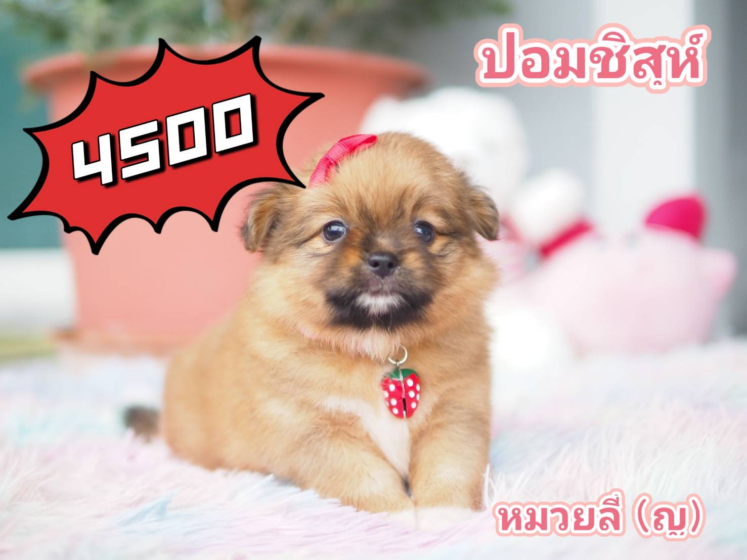 กิ๊ฟซ่าชิสุ