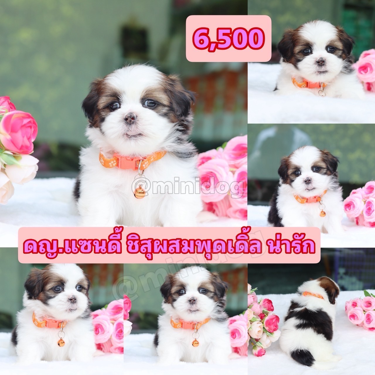 ชิสุผสมพุดเดิ้ล