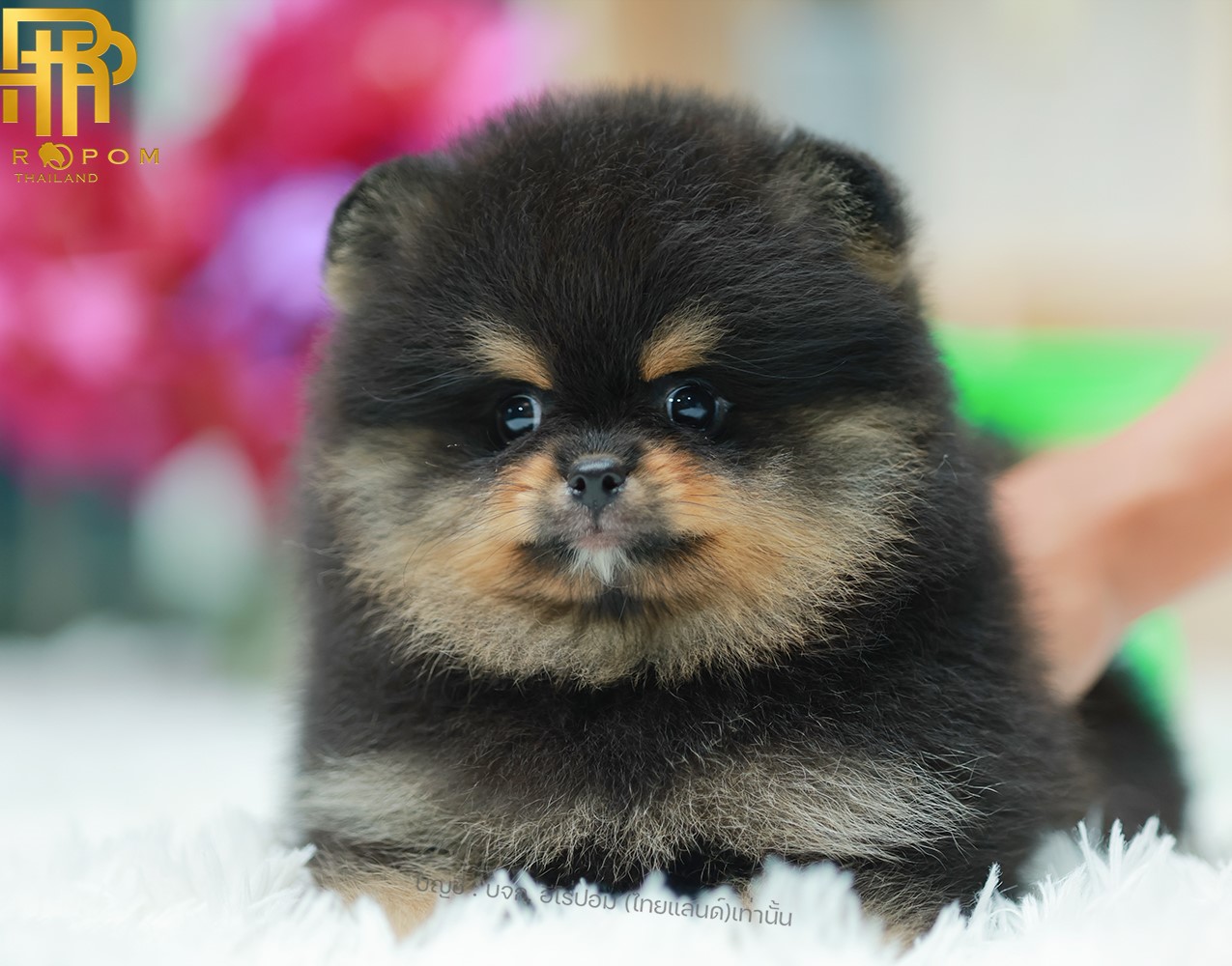 ปอมแท้ ปอมเมอเรเนียน HRM-68133 เพศชาย สีแบล็คแทน อายุ 2 เดือน หน้าตาน่ารัก ขาสั้...