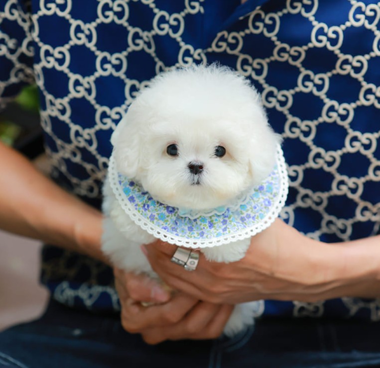 มินิบิชอง BCM-24537 เพศชาย สีขาว น่ารักมาก ขนนุ่มขนแน่น หน้าแบ๊ว เห็นแล้วใจละลาย...