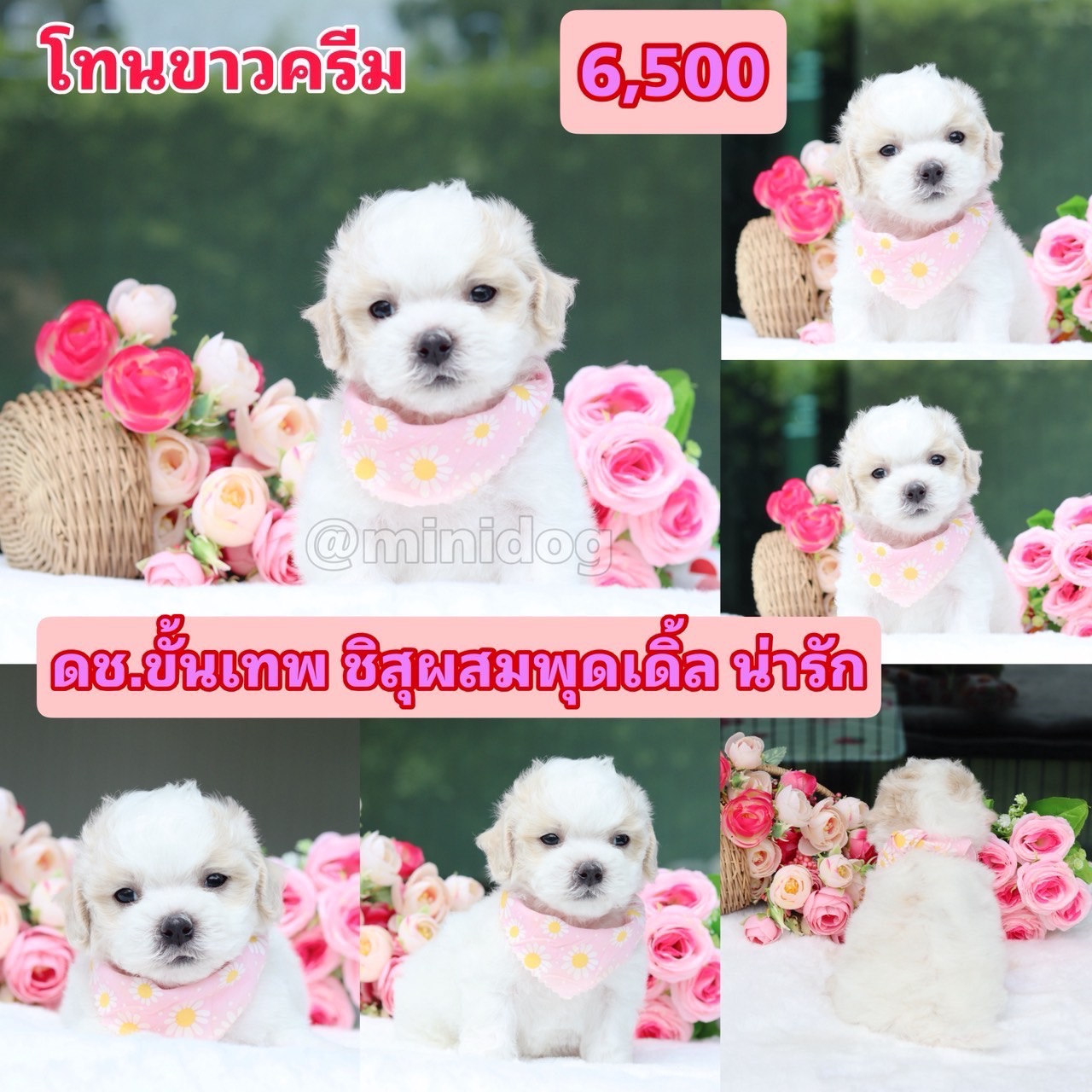 ชิสุพุดเดิ้ล