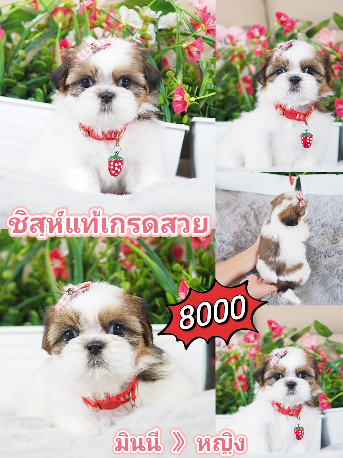 Shihtzu