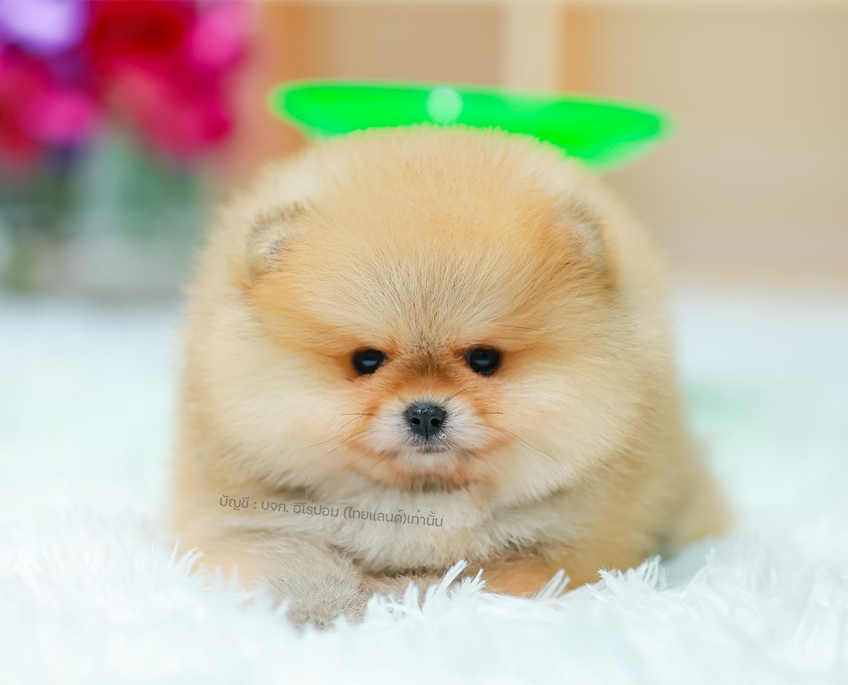 ปอมแท้ ปอมเมอเรเนียน HRM-85011 เพศชาย สีส้ม อายุ 2 เดือน หน้าตาน่ารัก ขาสั้น ขนแ...