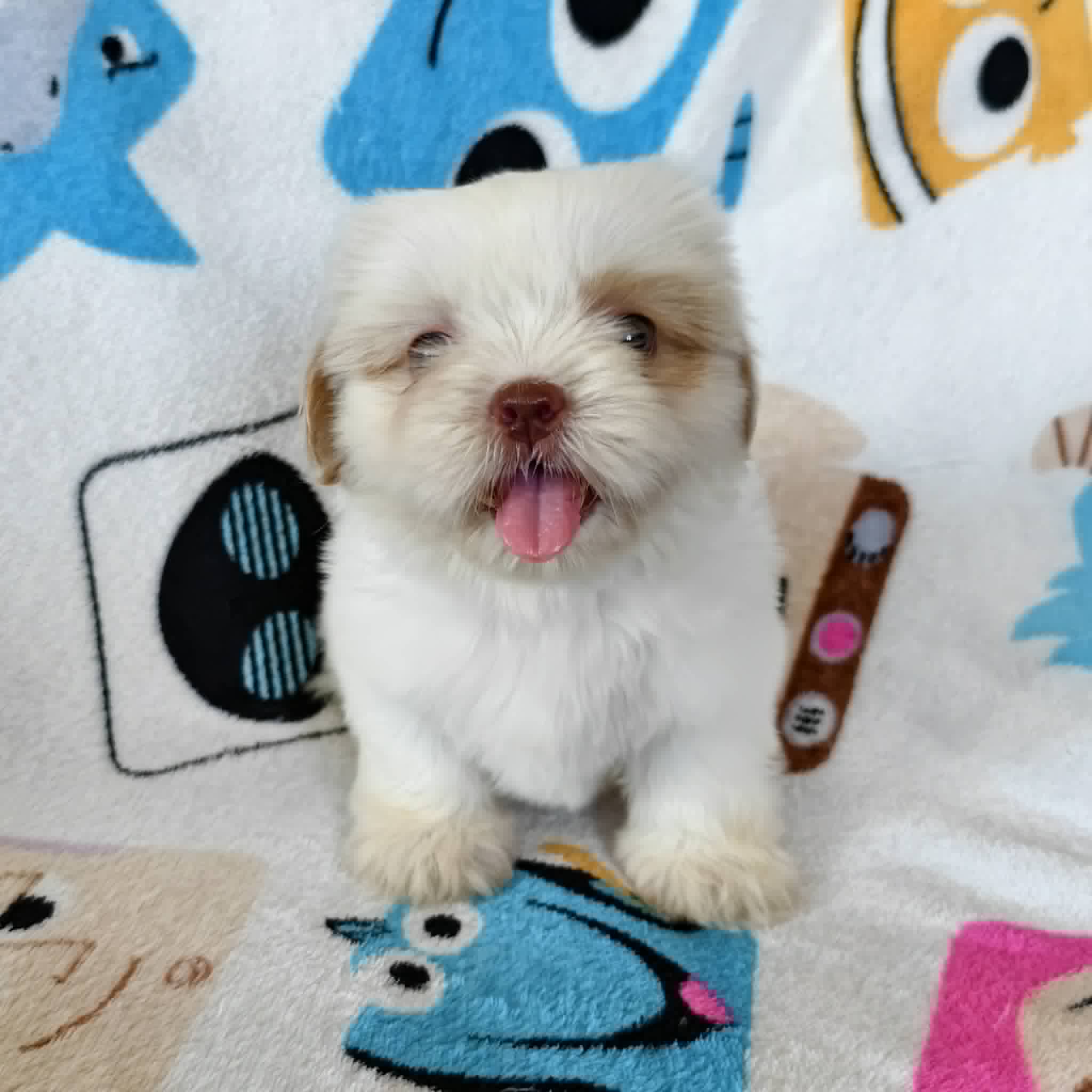 ชิสุแท้จมูกตับ4900.- ส่งฟรีกทม.มีปลายทาง line:: happyshihtzu4289