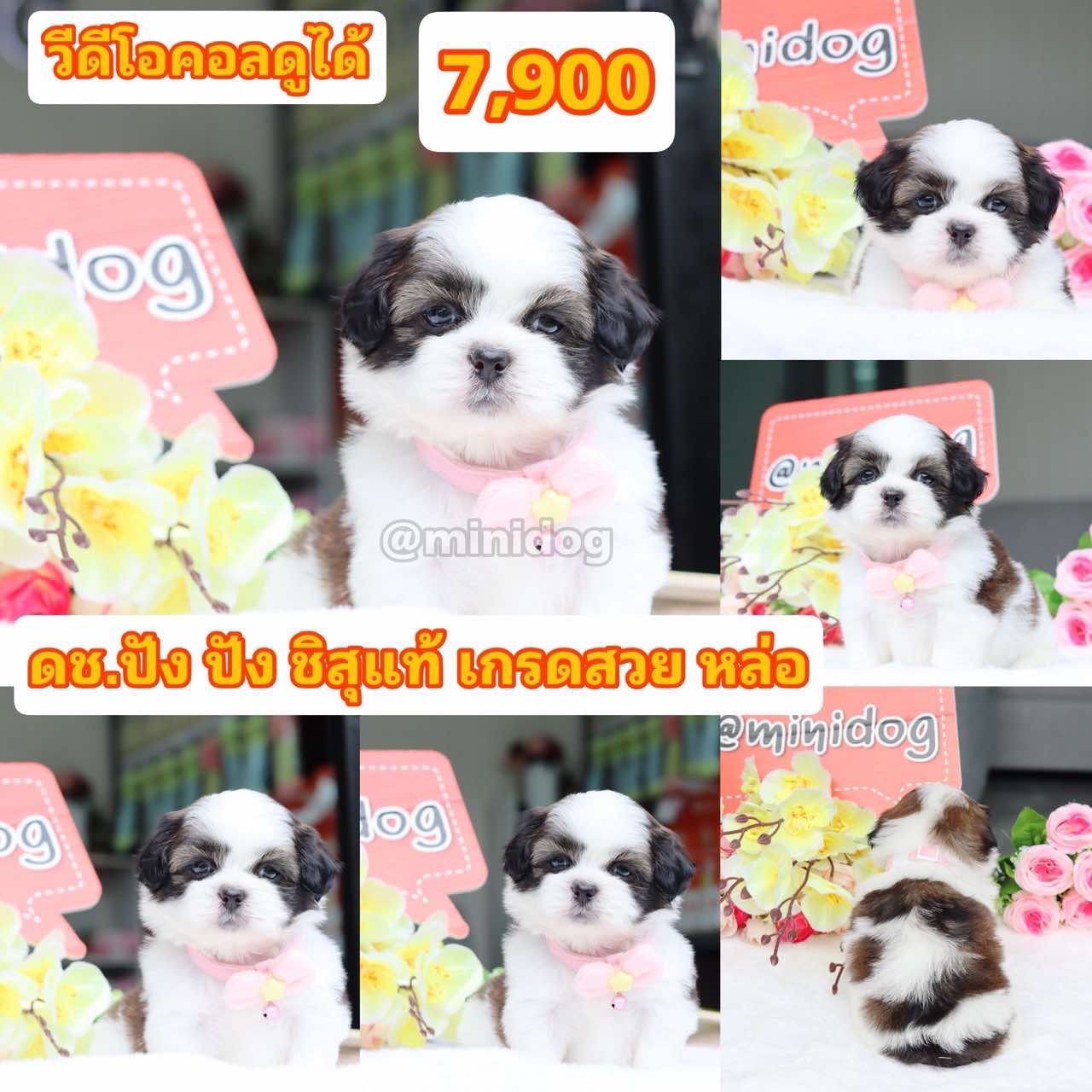 ชิสุแท้เกรดสวย