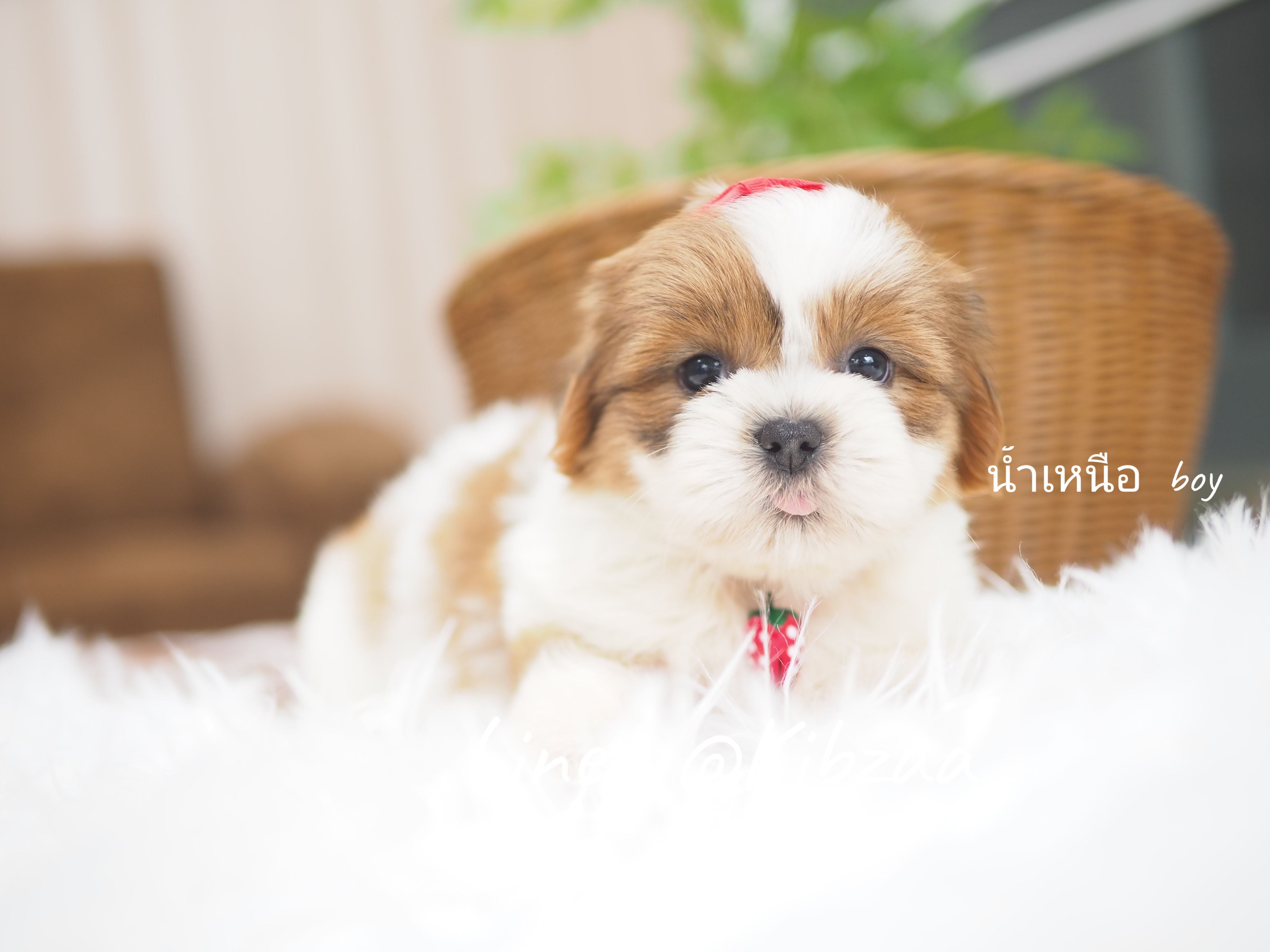 Shihtzu