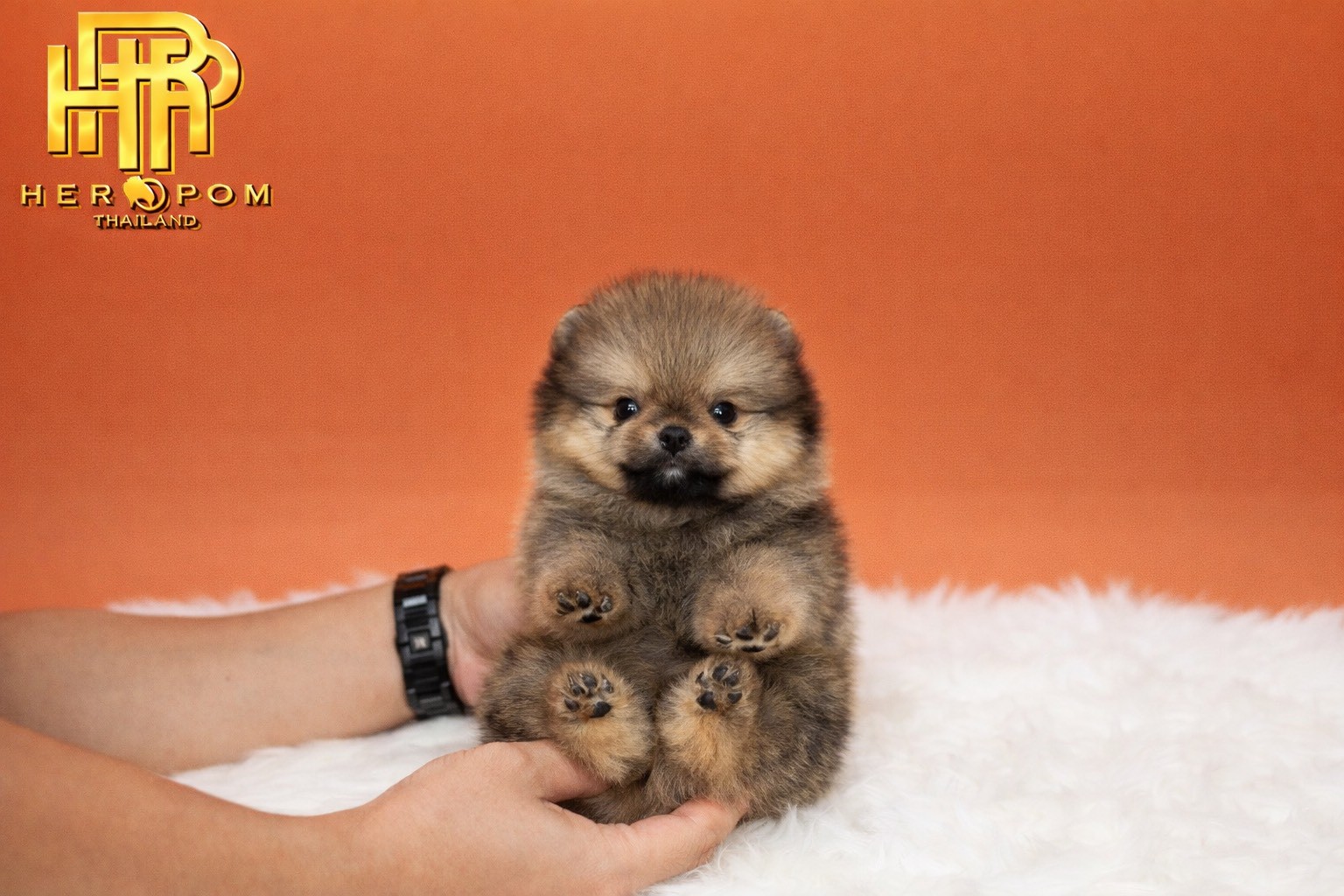 ปอมแท้ ปอมหน้าสั้น HRM-10159 เพศชาย สีส้ม อายุ 2 เดือน น่ารักมาก ๆ ถ่ายรูปแล้วขึ...