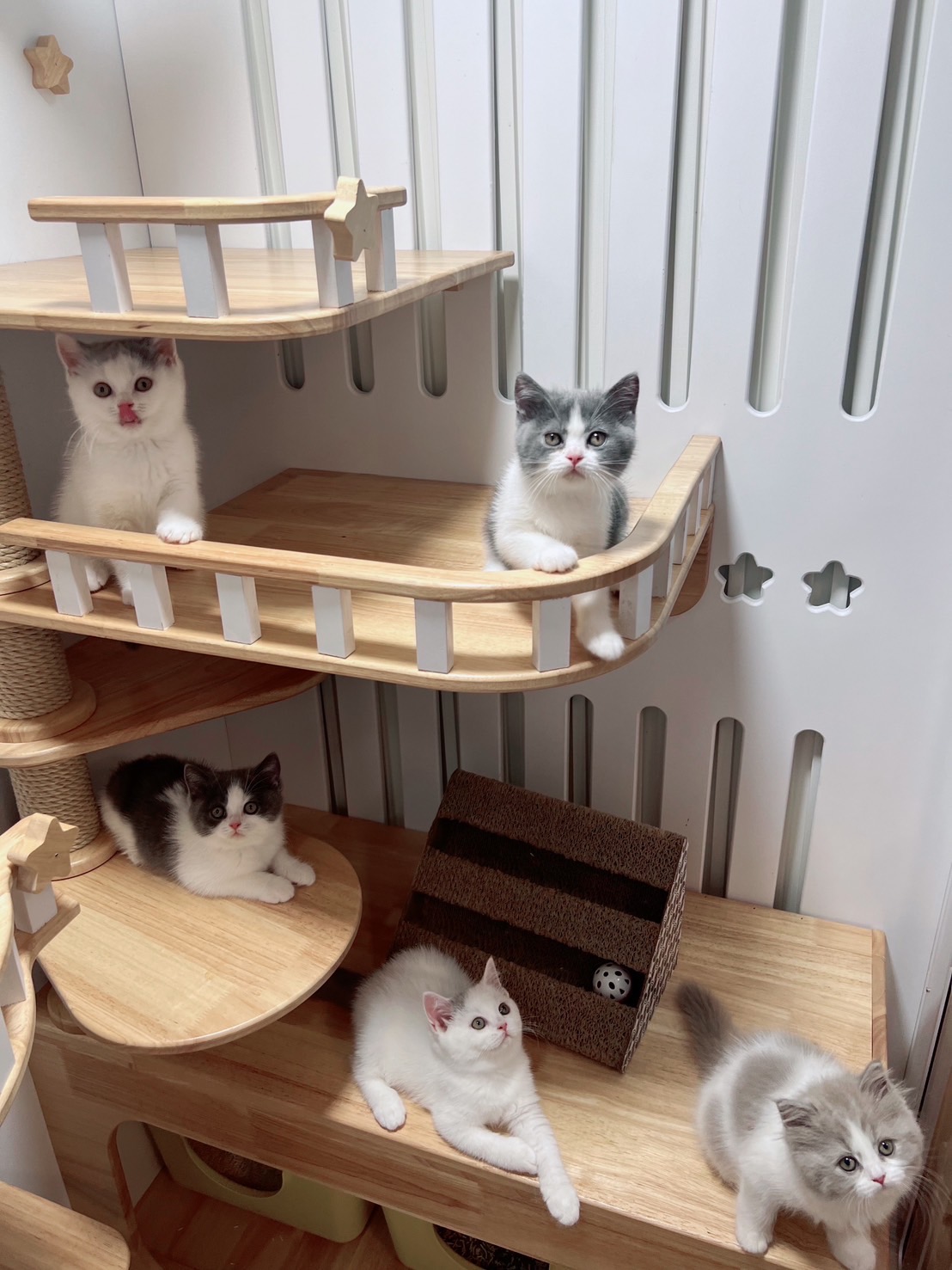 แมวบริติชพ่อแม่มีตำแหน่ง