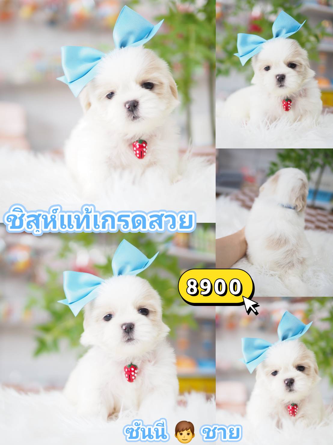 Shihtzu