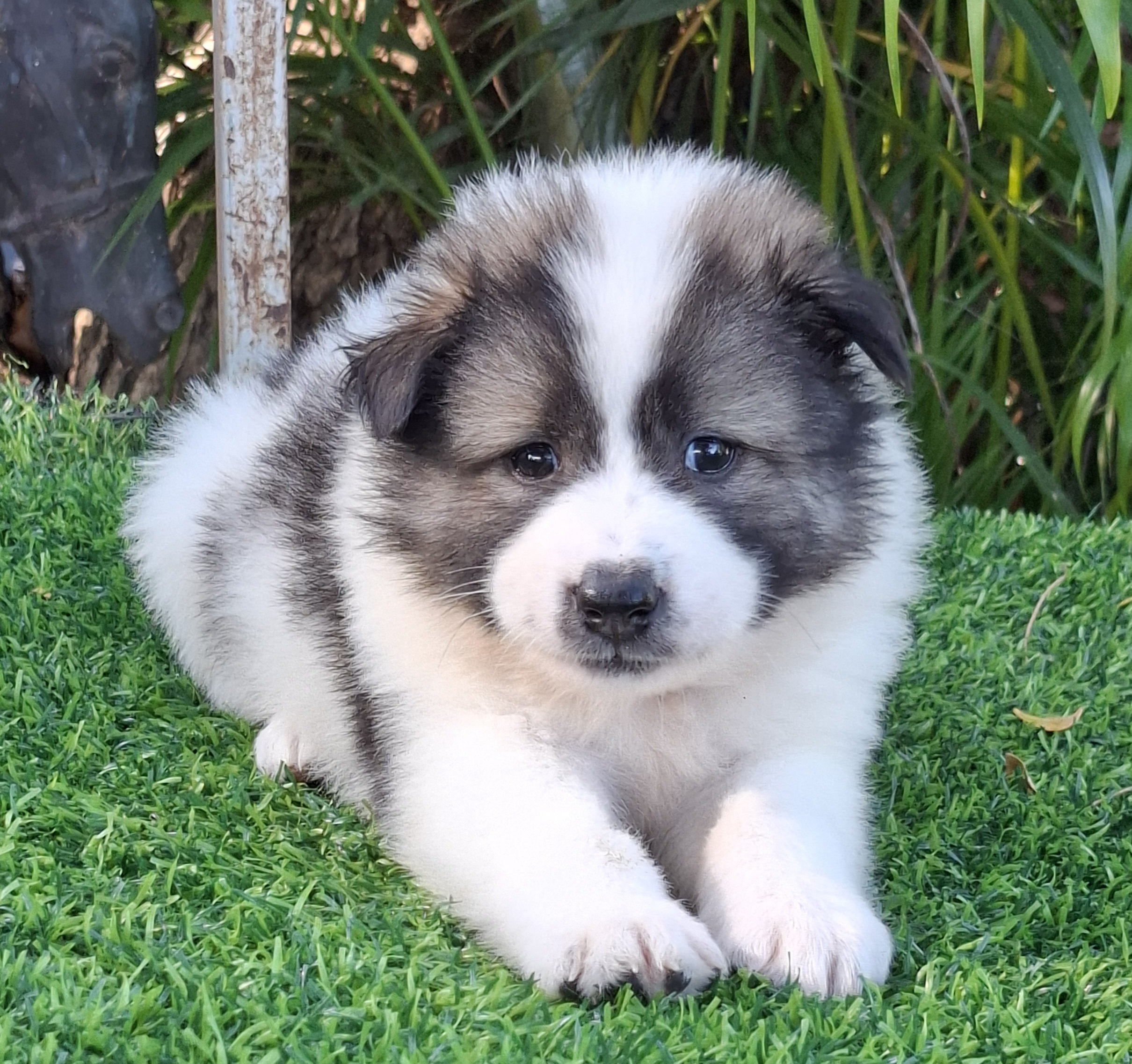 หาบ้านให้บางแก้วเพศชายสีขาวเทา ขนนดี มีใบเพ็ด สนใจโทร0818886335