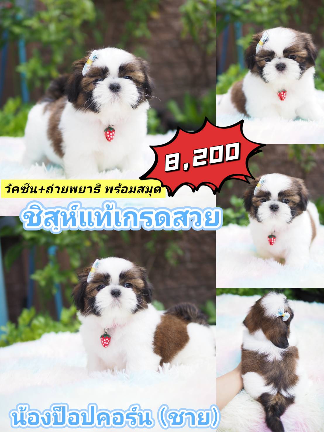 SHIHTZU กิ๊ฟซ่า + วัคซีน