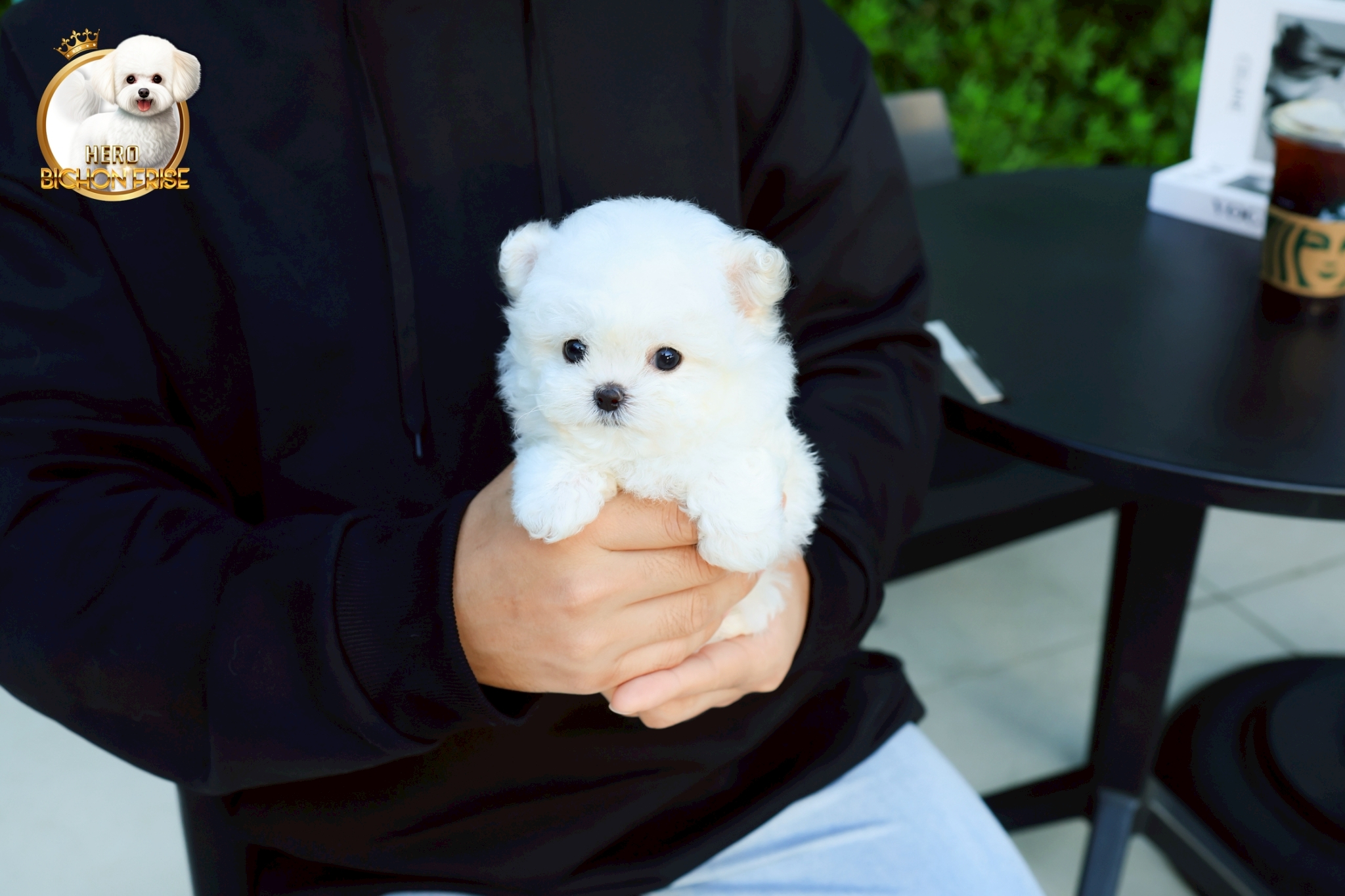 มินิบิชอง BCF-00691 เพศหญิง สีขาว สวยหวานลูกคุณ ตัวเล็ก ขนนุ่ม สายเลือดคุณพ่อคุณ...