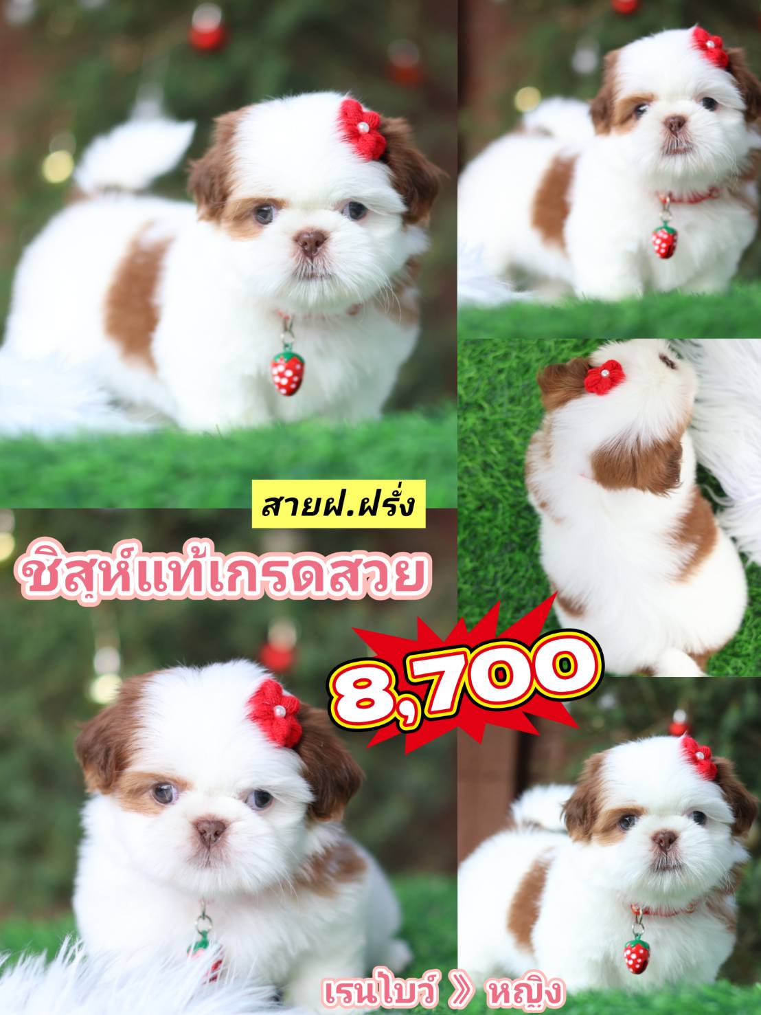 Kibzaa shihtzu