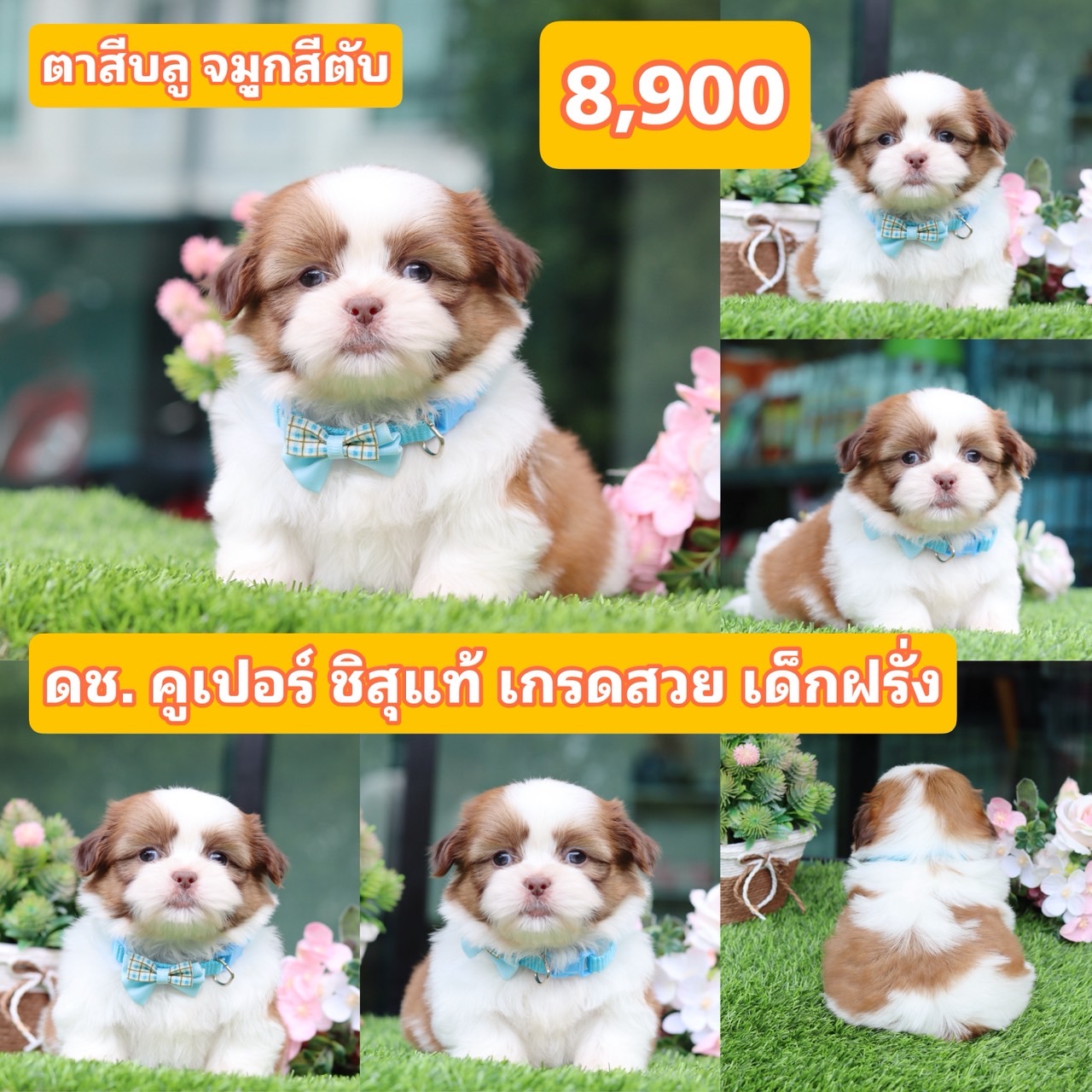 ชิสุแท้เกรดสวย