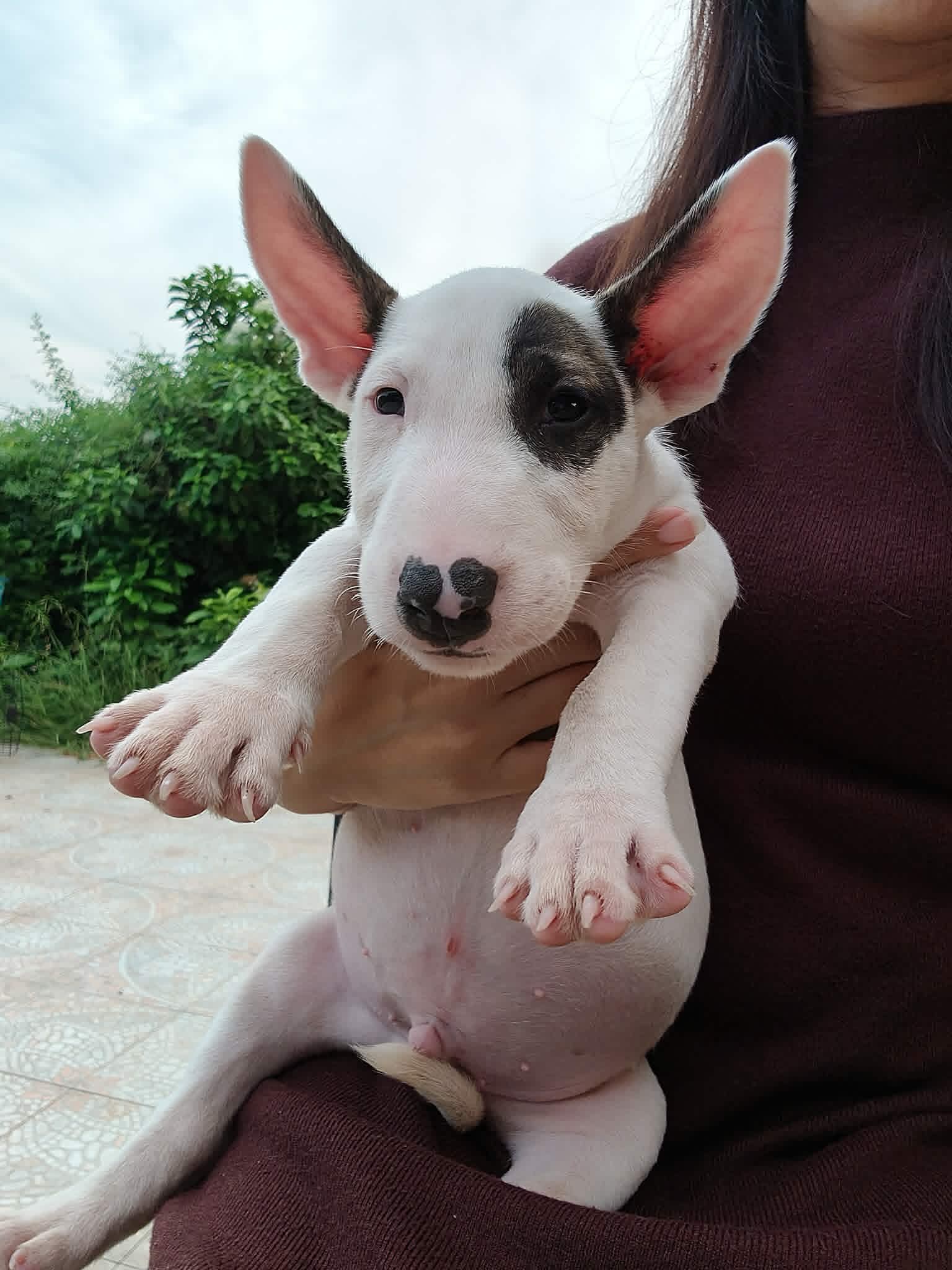 Standard Bull Terrier (สแตนดาร์ด บูลเทอร์เรีย)