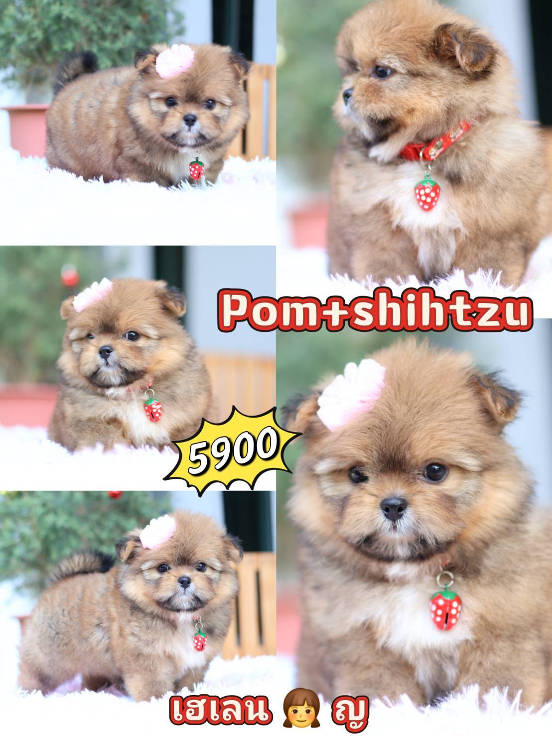Kibzaa Shihtzu