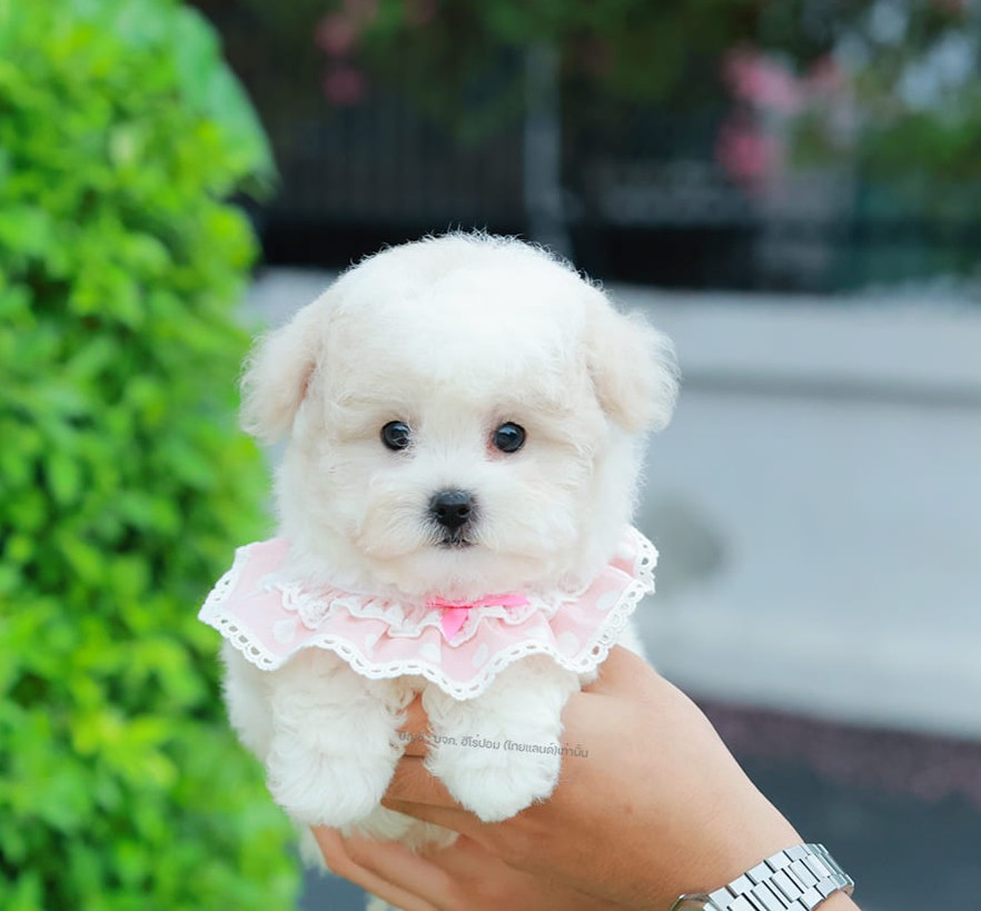 มินิบิชอง BCF-10477 เพศหญิง สีขาว น่ารักมาก ขนนุ่มขนแน่น หน้าแบ๊ว เห็นแล้วใจละลา...