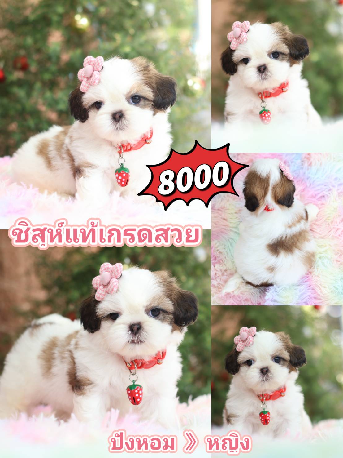 Kibzaa shihtzu