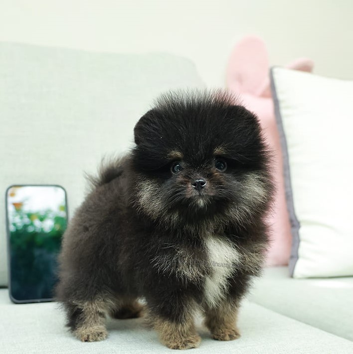 ปอมแท้ ปอมหน้าสั้น HRF-89101 เพศหญิง สี Black And Tan หนูพกถุงเท้ามาสองข้าง สีน่...