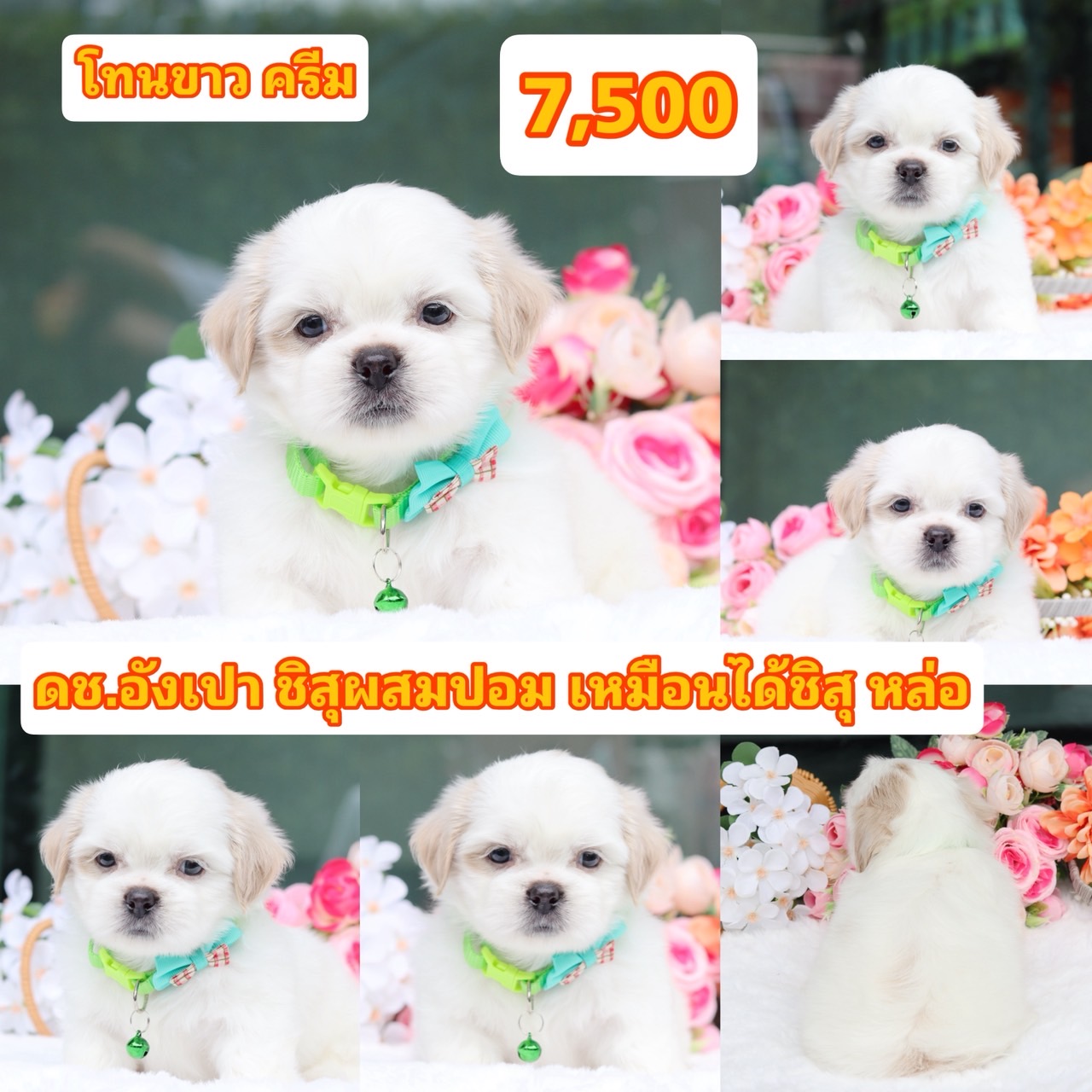 ชิสุผสมปอม