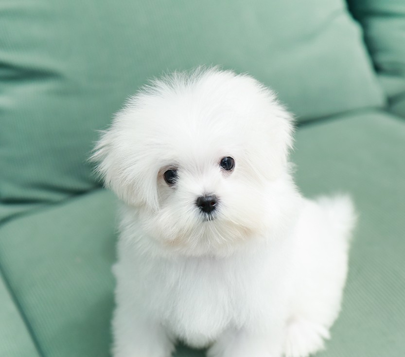 มอลทีส MTM-50835 เพศชาย สีส้ม อายุ 2 เดือน ตัวเล็ก ขาสั้น หน้าสั้น ขนแน่นฟู